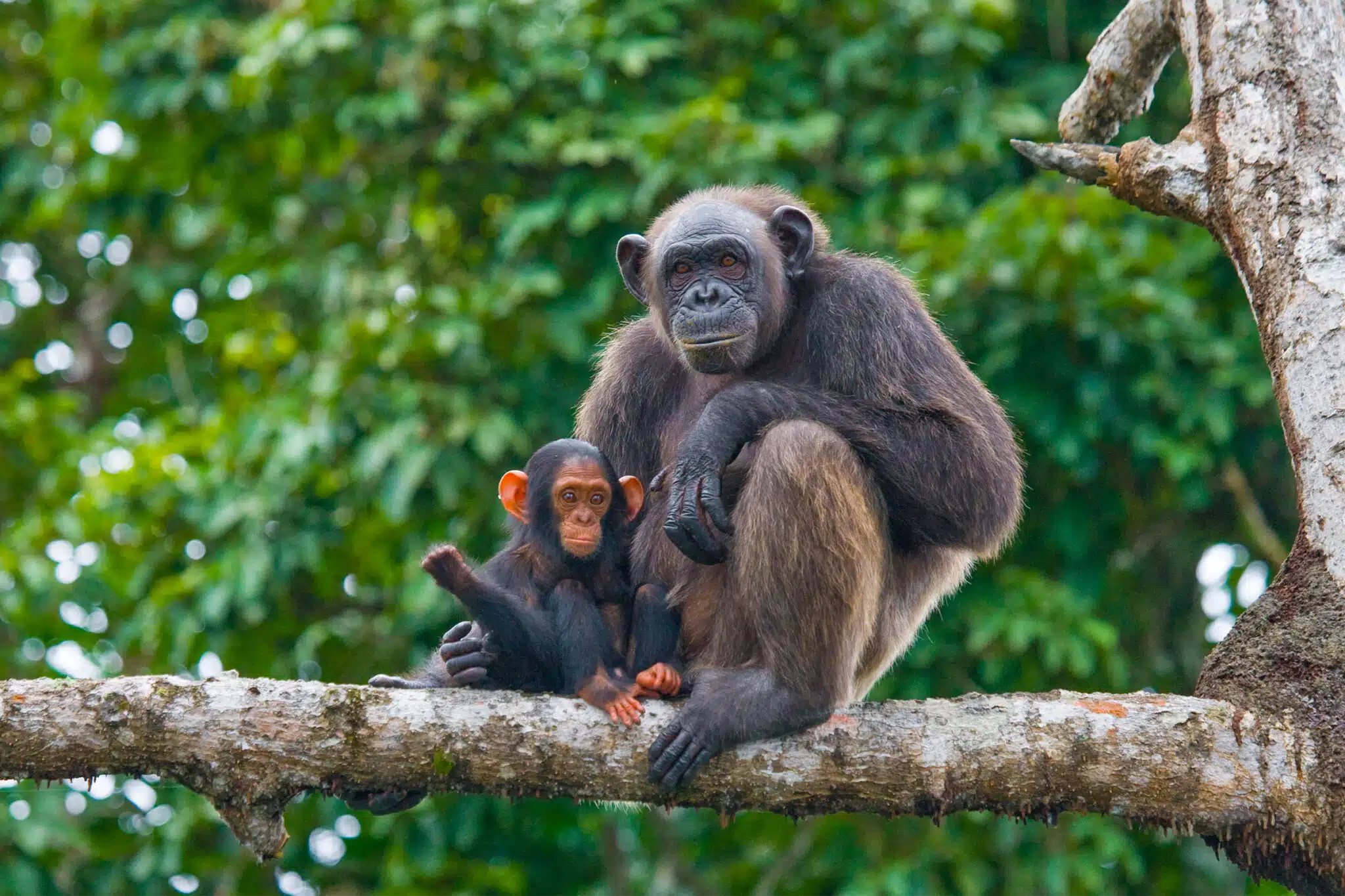 Gombe Stream National Park