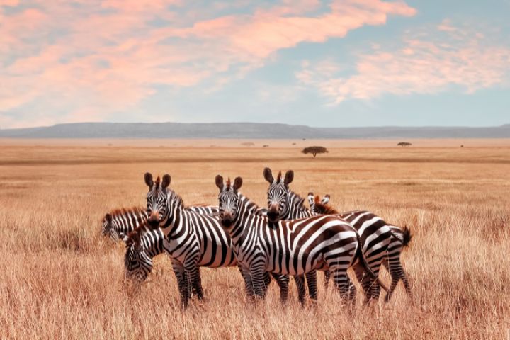 Arusha National Park