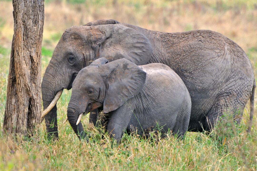 Tarangire National Park
