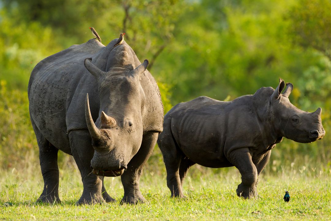 Mkomazi National Park